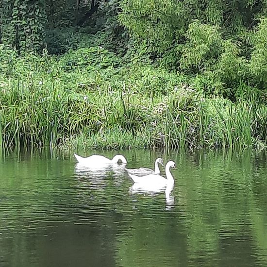 Mute swan: Animal in habitat River in the NatureSpots App