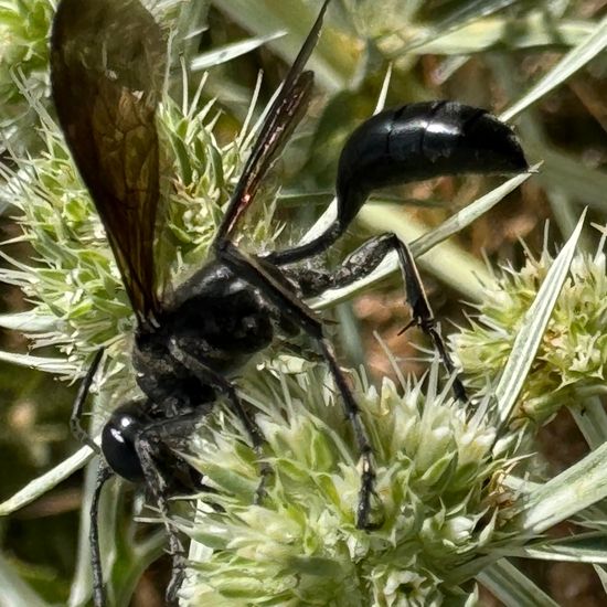 Stahlblauer Grillenjäger: Tier im Habitat Garten in der NatureSpots App