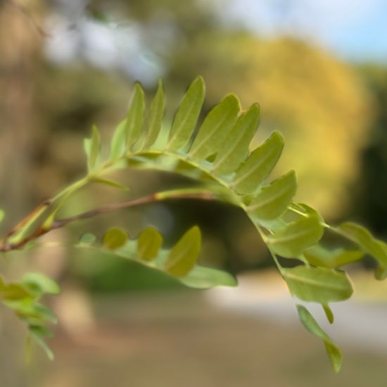 Amerikanische Gleditschie: Pflanze im Habitat Park in der NatureSpots App