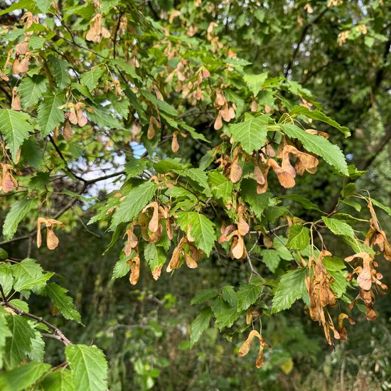 Tatarischer Steppen-Ahorn: Pflanze im Habitat Park in der NatureSpots App