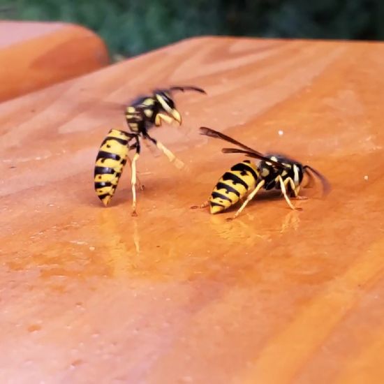 Vespula germanica.: Animal in habitat Park in the NatureSpots App