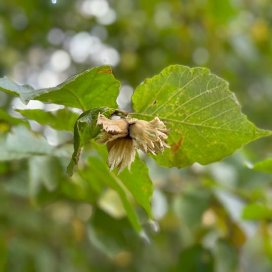 Gemeine Hasel: Pflanze im Habitat Park in der NatureSpots App