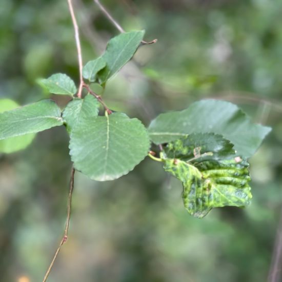 Feldulme: Pflanze im Habitat Park in der NatureSpots App