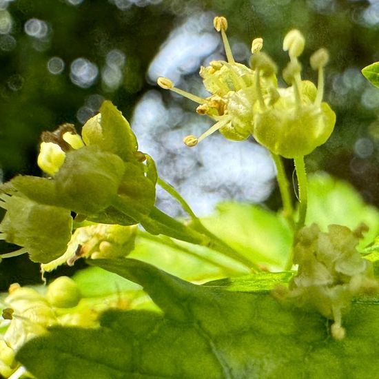 Acer tataricum: Plant in habitat Park in the NatureSpots App