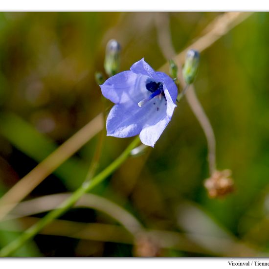 Rundblättrige Glockenblume: Pflanze im Habitat Anderes Berg/Fels-Habitat in der NatureSpots App