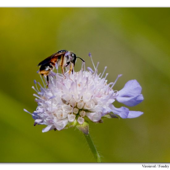 Andrena hattorfiana: Animal in habitat Mountain habitat in the NatureSpots App