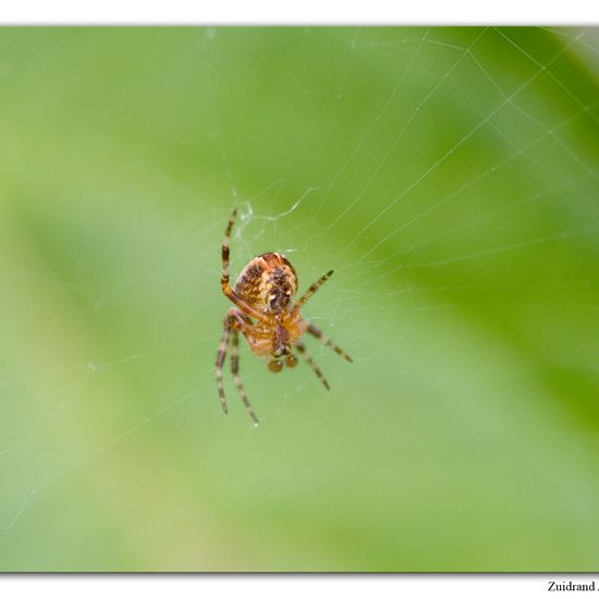 Araneus diadematus: Animal in habitat Garden in the NatureSpots App