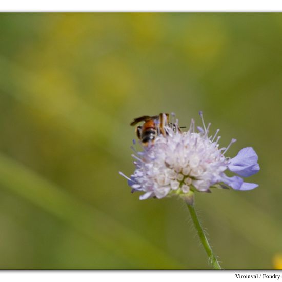 Andrena hattorfiana: Animal in habitat Mountain habitat in the NatureSpots App