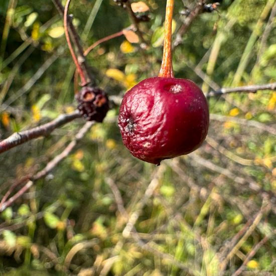 Prunus fruticosa: Plant in habitat Buffer strip in the NatureSpots App