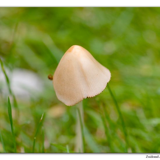 Conocybe albipes: Mushroom in habitat Garden in the NatureSpots App