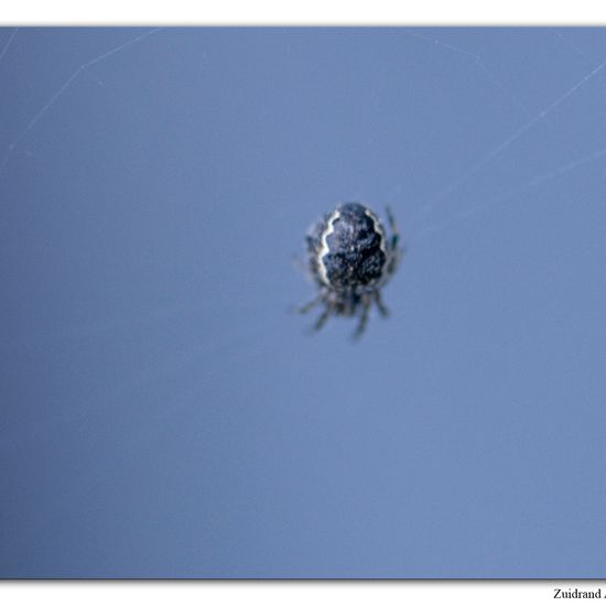 Spaltenkreuzspinne: Tier im Habitat Garten in der NatureSpots App