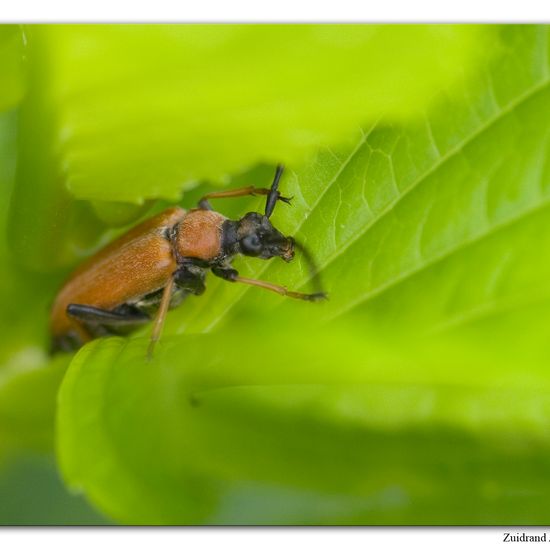 Stictoleptura rubra: Animal in habitat Garden in the NatureSpots App