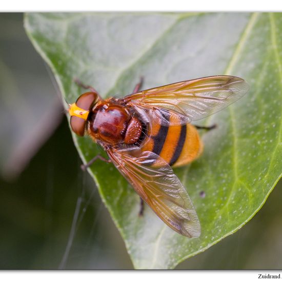 Kugeliger Marienkäfer: Tier im Habitat Garten in der NatureSpots App