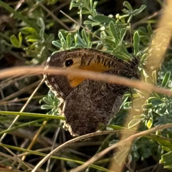 Rotbindiger Samtfalter: Tier im Habitat Grasland und Büsche in der NatureSpots App