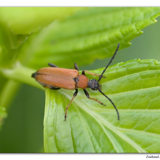 Rothalsbock: Tier im Habitat Garten in der NatureSpots App