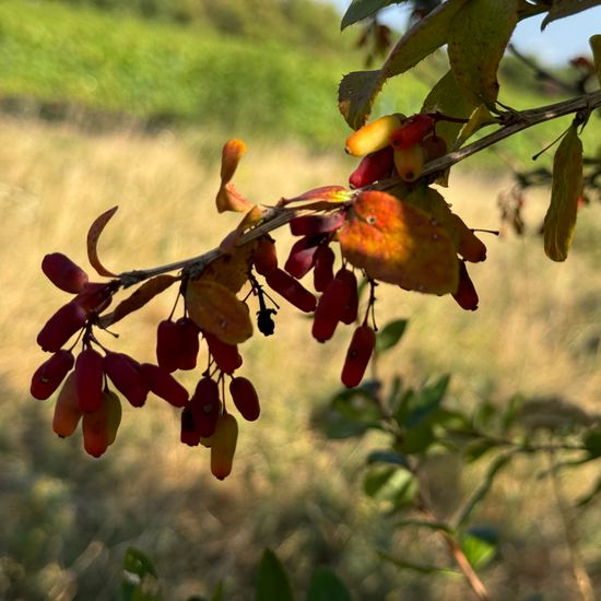 Berberitze: Pflanze im Habitat Anderes Grasland/Busch-Habitat in der NatureSpots App