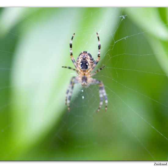 Araneus diadematus: Animal in habitat Garden in the NatureSpots App