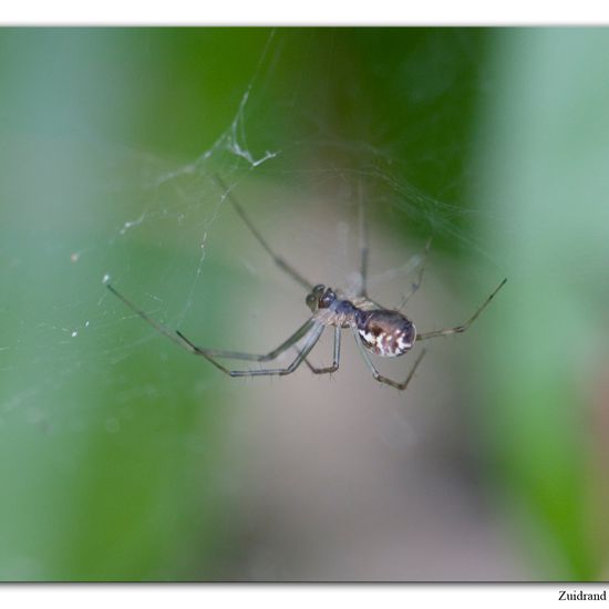 Linyphia triangularis: Tier im Habitat Garten in der NatureSpots App