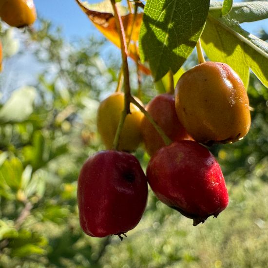 Eingriffeliger Weißdorn: Pflanze im Habitat Grasland und Büsche in der NatureSpots App