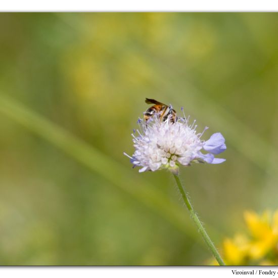 Andrena hattorfiana: Animal in habitat Mountain habitat in the NatureSpots App