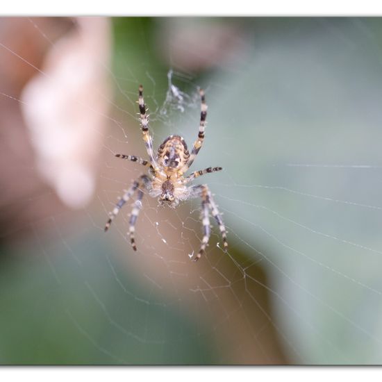 Gartenkreuzspinne: Tier im Habitat Garten in der NatureSpots App