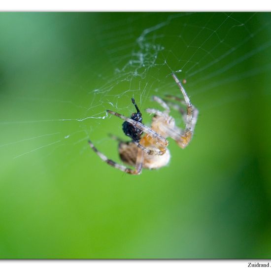 Araneus diadematus: Animal in habitat Garden in the NatureSpots App