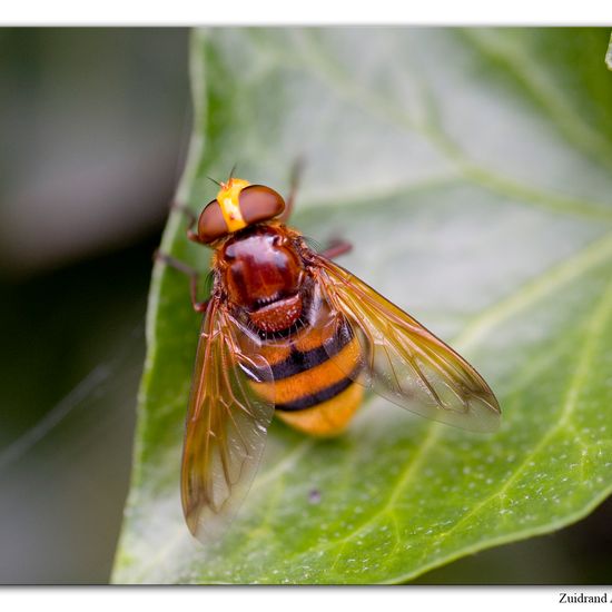 Kugeliger Marienkäfer: Tier im Habitat Garten in der NatureSpots App