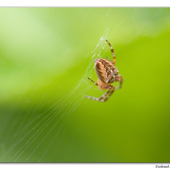 Araneus diadematus: Animal in habitat Garden in the NatureSpots App