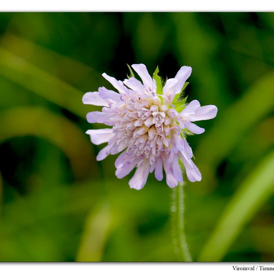 Acker-Witwenblume: Pflanze im Habitat Anderes Berg/Fels-Habitat in der NatureSpots App