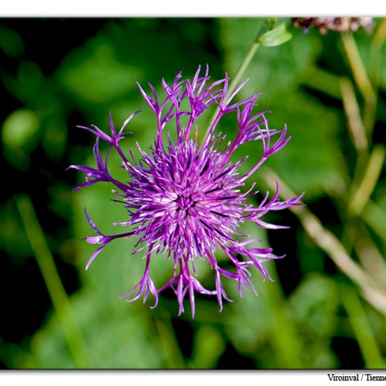 Centaurea scabiosa: Plant in habitat Mountain habitat in the NatureSpots App