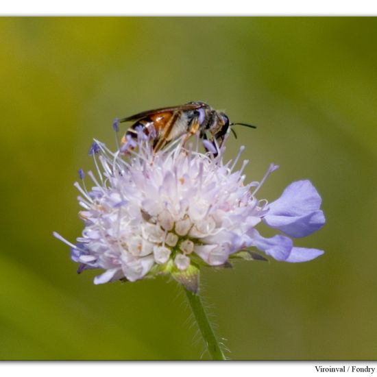 Andrena hattorfiana: Animal in habitat Mountain habitat in the NatureSpots App