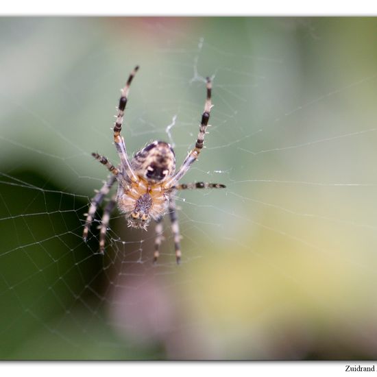 Gartenkreuzspinne: Tier im Habitat Garten in der NatureSpots App