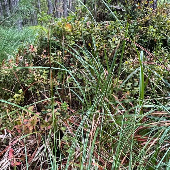 Scheiden-Wollgras: Pflanze im Habitat Habitat manuell eingeben in der NatureSpots App