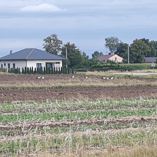 Weißstorch: Tier im Habitat Landwirtschaft in der NatureSpots App