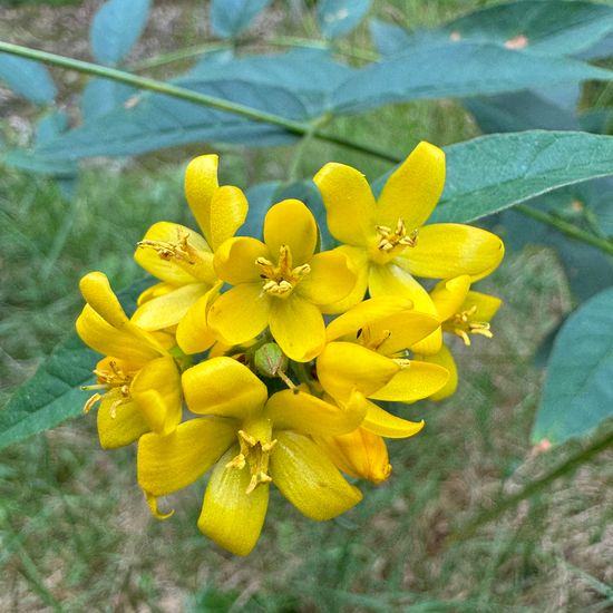 Lysimachia: Plant in habitat Natural in the NatureSpots App