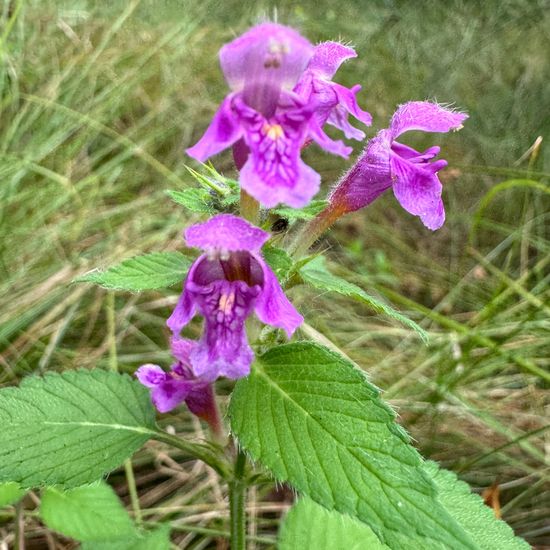 Weichhaariger Hohlzahn: Pflanze im Habitat Habitat manuell eingeben in der NatureSpots App