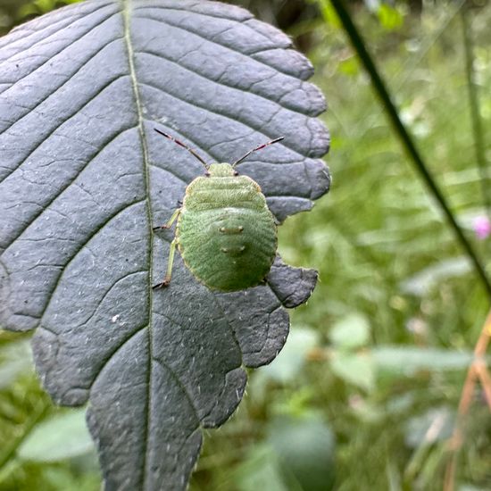 Green shield bug: Animal in nature in the NatureSpots App