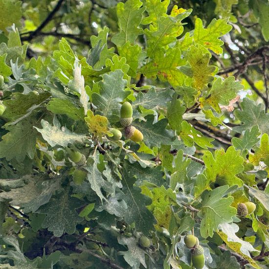 Stieleiche: Pflanze im Habitat Wald der gemäßigten Breiten in der NatureSpots App