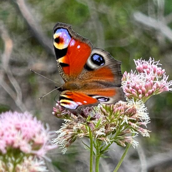 Tagpfauenauge: Tier im Habitat Habitat manuell eingeben in der NatureSpots App