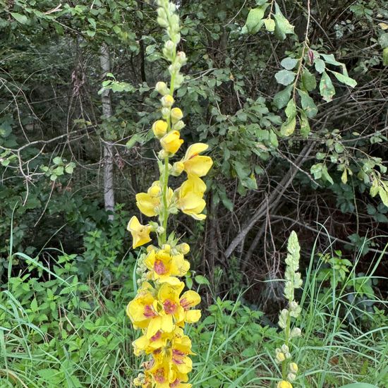 Dark Mullein: Plant in nature in the NatureSpots App