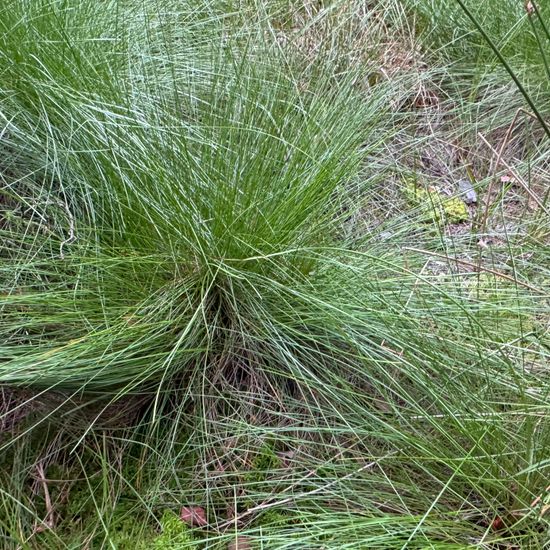 Schmalblättriges Wollgras: Pflanze im Habitat Habitat manuell eingeben in der NatureSpots App