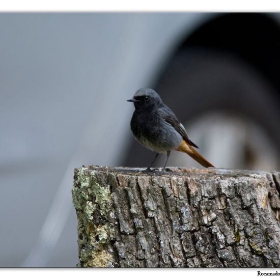 Hausrotschwanz: Tier im Habitat Park in der NatureSpots App