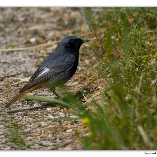 Black Redstart: Animal in habitat Park in the NatureSpots App