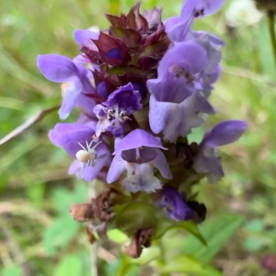 Kleine Braunelle: Pflanze im Habitat Habitat manuell eingeben in der NatureSpots App