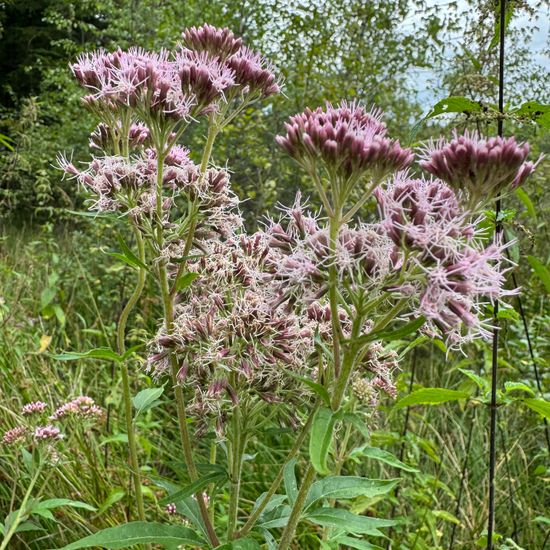 Gewöhnlicher Wasserdost: Pflanze im Habitat Habitat manuell eingeben in der NatureSpots App