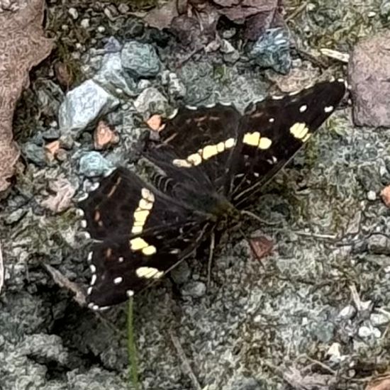 Landkärtchen: Tier im Habitat Wald der gemäßigten Breiten in der NatureSpots App