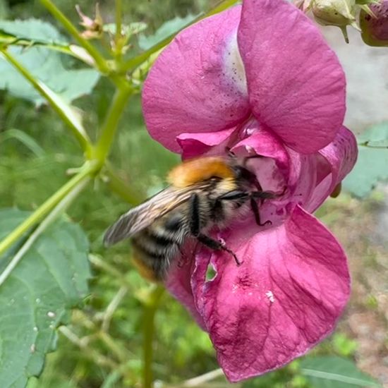 Ackerhummel: Tier im Habitat Wald der gemäßigten Breiten in der NatureSpots App