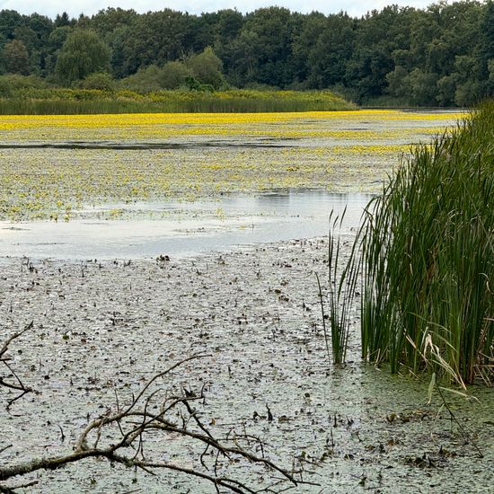 Landschaft: Süßwasser im Habitat Teich in der NatureSpots App