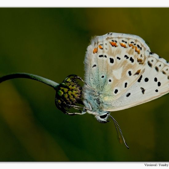 Lysandra coridon: Tier im Habitat Anderes Berg/Fels-Habitat in der NatureSpots App