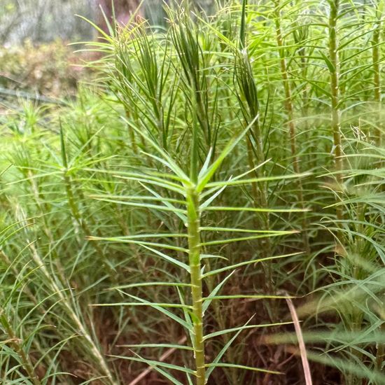 Polytrichum commune var. commune: Pflanze im Habitat Habitat manuell eingeben in der NatureSpots App